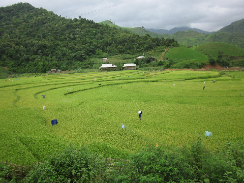 Và một mùa bội thu sẽ tới từ bàn tay lao động của con người( Lúa phơi màu - ảnh chụp tại xã Na Son huyện Điện Biên Đông - tỉnh Điện Biên)