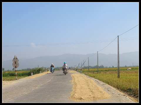Phơi lúa trên đường bê tông nông thôn ở Tuy Phước, Bình Định