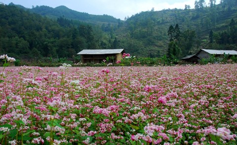 Cánh đồng hoa tam giác mạch trải dài ngút ngàn ở Lũng Cú - Hà Giang.