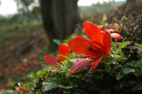 Hoa gạo hay còn gọi là hoa Mộc Miên, loài hoa đỏ rực như tình yêu nồng thắm