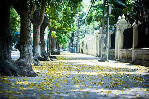 Lá sấu rụng nhiều nhất ở dọc các phố Trần Phú, Phan Đình Phùng, Điện Biên Phủ, Lý Nam Đế...