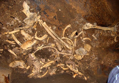 Những mấu xương như thế này có rất nhiều trong hang khiến không ít người phải hoảng sợ. Những mẩu xương xếp một cách lộn xộn. Ảnh: Xương được tìm thấy trong hang.