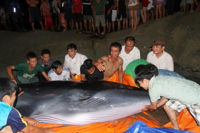 Giải cứu thành công cá voi ở Đảo Cô Tô ngày 3/9/2013 (Ảnh minh họa)