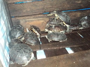 Đàn rùa nước giá bạc tỉ của ông Hoàng (ảnh minh họa)