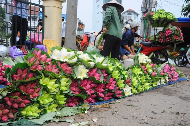 Sen có mặt tại chợ hoa Quảng Bá.