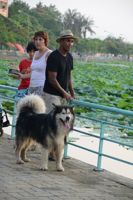 Du khách nước ngoài cũng đưa chó cưng đi dạo mát