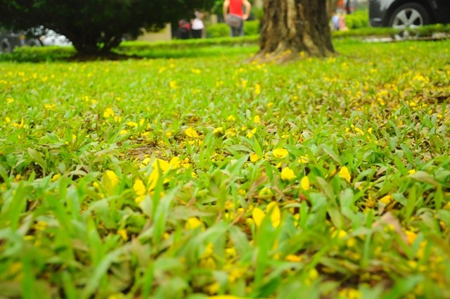 Hoa rụng phủ kín cỏ xanh phía dưới.