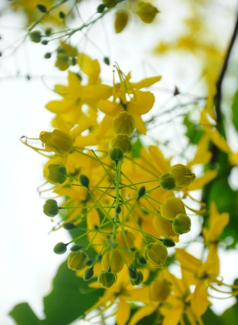 Mỗi hoa đường kính 4–7 cm với 5 cánh hoa màu vàng tươi có hình bầu dục rộng, gần bằng nhau có móng ngắn; nhị 10, bao phấn phủ lông tơ ngắn.
