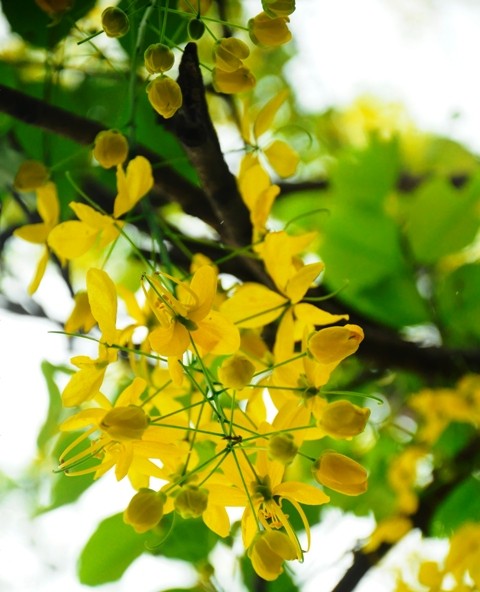 Đầu hạ, khi lá cây rụng hết, từ thân cây đâm ra những chồi hoa dài từ 20 đến 40 cm xõa xuống rồi bung nở hoa vàng rực.