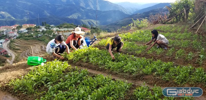 Buổi chiều hàng ngày học sinh Trường Thu Lũm tham gia tăng gia sản xuất, trồng rau sạch, cải thiện bữa ăn. Ảnh: NVCC.