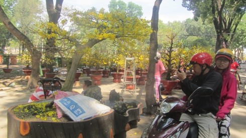 Một chậu mai rực rỡ giá 60 triệu đồng tại công viên Gia Định được người dân chụp hình lưu lại (ảnh: P.L)
