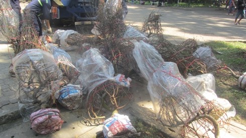 Hàng chục cành đào không bán được vứt chỏng chơ ở công viên Gia Định trưa 30 tết (ảnh: P.L)