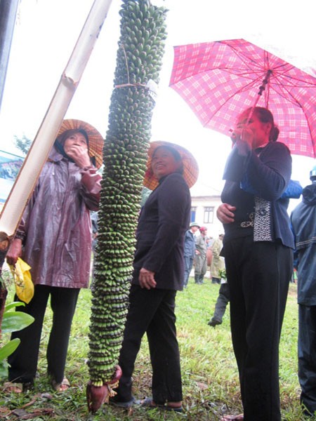 Buồng chuối kỳ lạ trên được trồng tại vườn nhà ông Nguyễn Văn Minh (xã Châu Khê, huyện Con Cuông, tỉnh Nghệ An) hơn 170 nải.