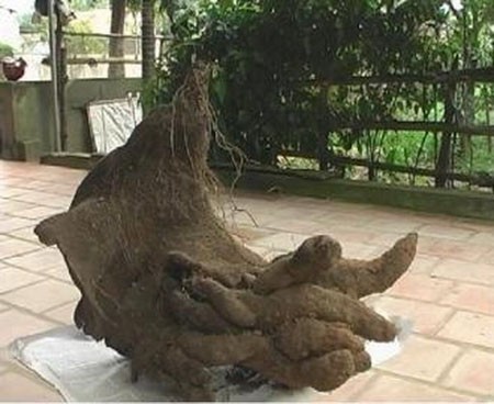 Ông Đặng Văn Huấn trú tại xóm 2, xã Yên Lộc (Can Lộc, Hà Tĩnh), trong lúc làm vườn đã phát hiện củ khoai vạc nặng 11,5kg này nhìn rất giống hình bàn tay.