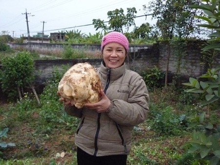 Chị Phạm Thị Duyên (Thịnh Vạn, Minh Đức, Mĩ Hào, Hưng Yên) chia sẻ hình ảnh về một củ đậu nặng tới 8 kg vừa thu hoạch được trong vườn nhà.