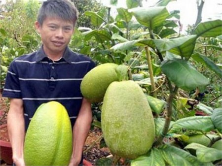 Vườn chanh với những quả chanh khổng lồ, nặng tới 3,5kg/ quả ở Lâm Đồng.