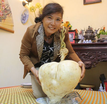 Củ đậu này của gia đình bác Nguyễn Thị Ngọc tại ngõ 12 đường Hàm Nghi - Cầu Diễn (Hà Nội), nặng tới gần 14kg.
