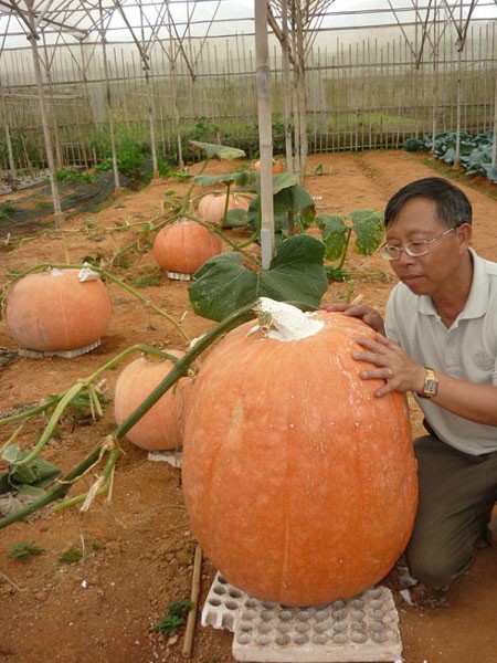 Vườn bí ngô khổng lồ này là ông Lê Hữu Phan ở khu vườn rau gần hồ Than Thở (Đà Lạt), với quả lớn nhất nặng gần 80kg