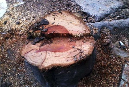 “Sưa tặc” đã lấy đi toàn bộ phần thân có lõi to, gốc và ngọn cây bị bỏ lại hiện trường