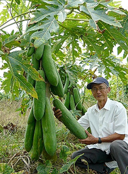 Những trái đu đủ dài 60cm, nặng đến 3kg.