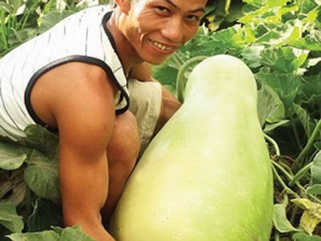 Anh Trương Thành Lê ở thôn Phước Khánh (xã Phước Thuận, huyện Ninh Phước, tỉnh Ninh Thuận) đã trồng được một quả bầu dài 0,7 m, chu vi vòng tròn lớn nhất đo được 1m và nặng tới 35kg.