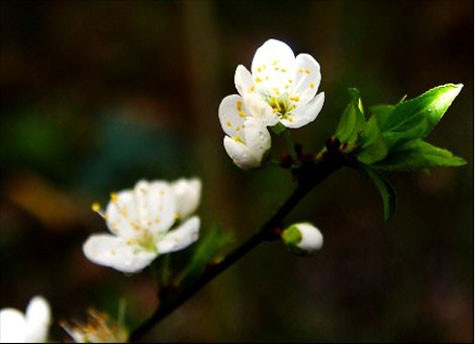 Hoa mai trắng tinh khiết của mùa xuân Tây Bắc.
