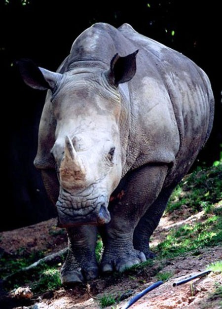 Da tây ngưu hay còn gọi gọi là tê giác một sừng, loại động vật đã chính thức tuyệt chủng ở Việt Nam cũng từng được xem là món ăn bổ dưỡng để tiến vua.