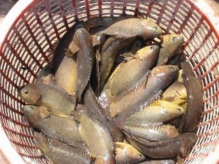Cá rô Đầm Sét, một sản vật quí của mảnh đất Thăng Long thường được dùng dâng vua.