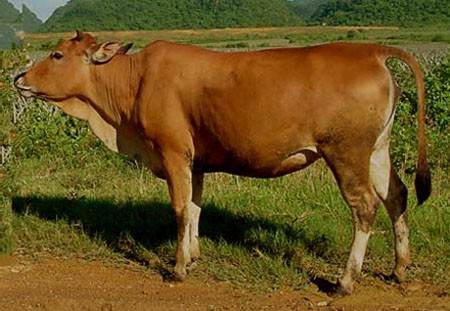 Thit bò là món ăn thường có trong cung đình xưa.