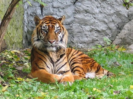 Hổ, loài động vật nằm trong sách đỏ cũng từng là một động vật được dâng tiến vua.