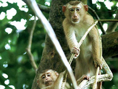 Những chú khỉ cũng được dâng tiến để làm thức ăn và thuốc cho vua chúa một thời.