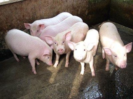 Lợn và các món ăn được chế biến từ chúng là những món thường được vua ngự dùng hàng ngày.