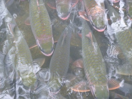 Theo người dân ở gần suối cá Lương Ngọc (Cẩm Thủy, Thanh Hóa) thì, những con cá "thần" có trọng lượng từ 500g đến 5kg.