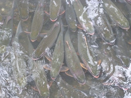 Những đàn cá "thần" này đã có từ rất lâu đời ở một số suối thuộc huyện Bá Thước, Cẩm Thủy (Thanh Hóa).