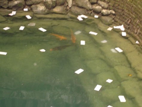 Những "ông cá thần" ở giếng Ngọc (Bắc Ninh) bơi tung tăng cùng tiền lẻ của người dân thả xuống.