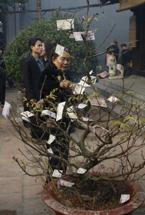 Cây cảnh trong chùa cũng biến thành cây "tiền".