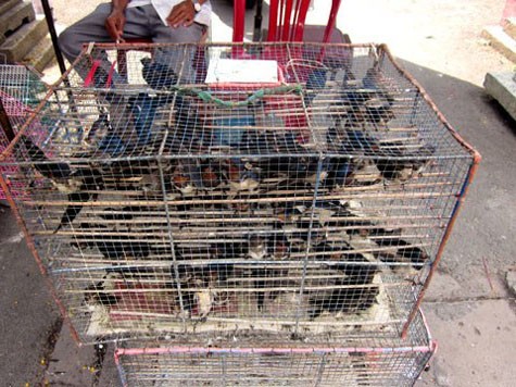 Những chú chim én báo hiệu mùa xuân bị nhốt vào lồng và bán ngang nhiên ngay trong sân nhiều chùa ở Tp. Hồ Chí Minh.