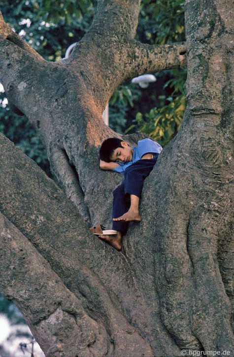 Giấc ngủ ngon lành của một cậu bé trên một thân cây cổ thụ.