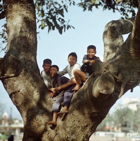 Những "cậu nhóc" trên một thân cây cổ thụ.
