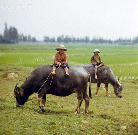 Hai cậu bé đang chăn trâu ở ngoại thành Hà Nội năm 1973