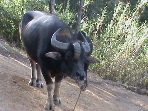 Chú trâu có tới 3 sừng được sưu tầm tại trung tâm du lịch Thung Lũng Tình Yêu (Đà Lạt) sưu tầm.