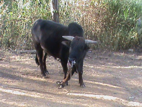 Chú bò này có 5 chân, chân thứ 5 lại chia ra 2 móng cũng được trung tâm du lịch tại Đà Lạt này sưu tầm.