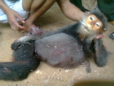 Con khỉ đang mang thai này mang thương tích khắp mình và bị bắt "hút thuốc" trước khi giết hại. (Ảnh từ Facebook Quang Nguyen Van).