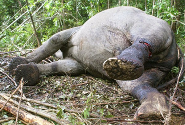 Kết quả khám nghiệm cho thấy, hai chân sau của voi bị kẻ xấu chặt đứt gân, trên cơ thể có nhiều vết chém và những vũng máu còn tươi xung quanh khu vực voi bị sát hại.
