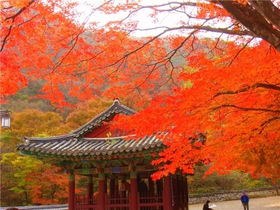 Ai cũng phải ngẩn ngơ trước vẻ đẹp lãng mạn của mùa thu xứ Kimchi.