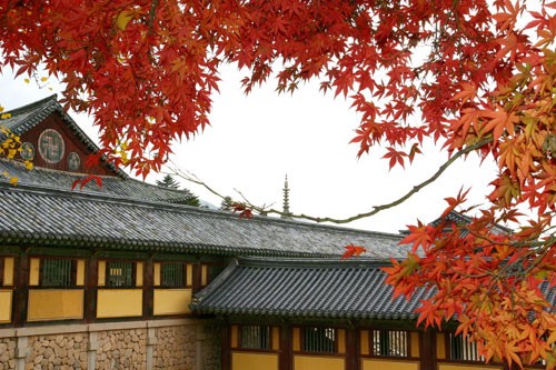 Lá phong đỏ rợp trời mùa thu Hàn Quốc.