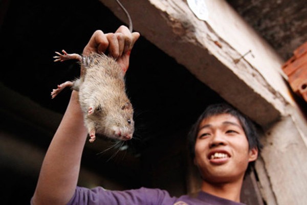 Mới đây, Tân Hoa Xã, Nhân Dân hay Tiexue (Trung Quốc) đã đăng tải bài viết và loạt ảnh thú vị về đặc sản thịt chuột của làng cổ Canh Nậu, huyện Thạch Thất, Việt Nam.