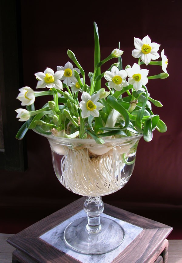 Nếu Tết này, bạn định chưng hoa thủy tiên trong nhà, bạn có thể ra chợ Bưởi (Hà Nội) mua những bát hoa với giá từ 200-400 nghìn đồng.