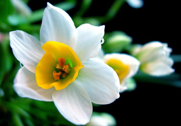 Hoa thủy tiên được ví như "chén ngọc đĩa ngà". Ngoài thì vành tròn trắng muốt, trong có nhụy màu vàng, mùi thơm thoảng mà dịu mát.