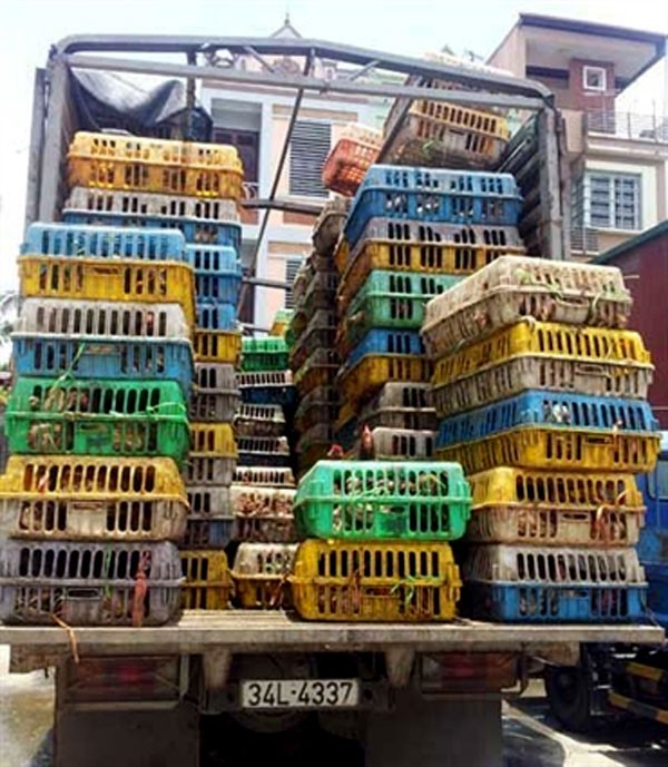 chết Khoảng 9h sáng 20/7/2012, tại khu vực cầu Pháp Vân (Hà Nội), chiếc xe tải chở gần 2.000 con gà không rõ nguồn gốc xuất xứ đang di chuyển vào nội thành để tiêu thụ thì bị CSGT phát hiện, thu giữ (Nguồn: Vietnamnet).